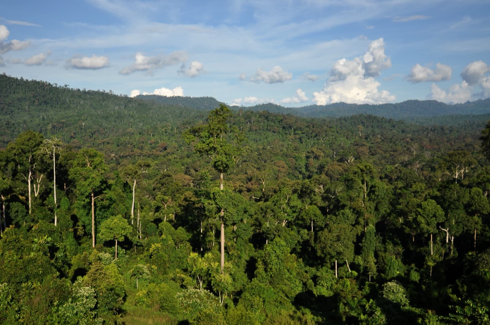 Mature tropical dipterocarp rainforest in Sabah, Borneo