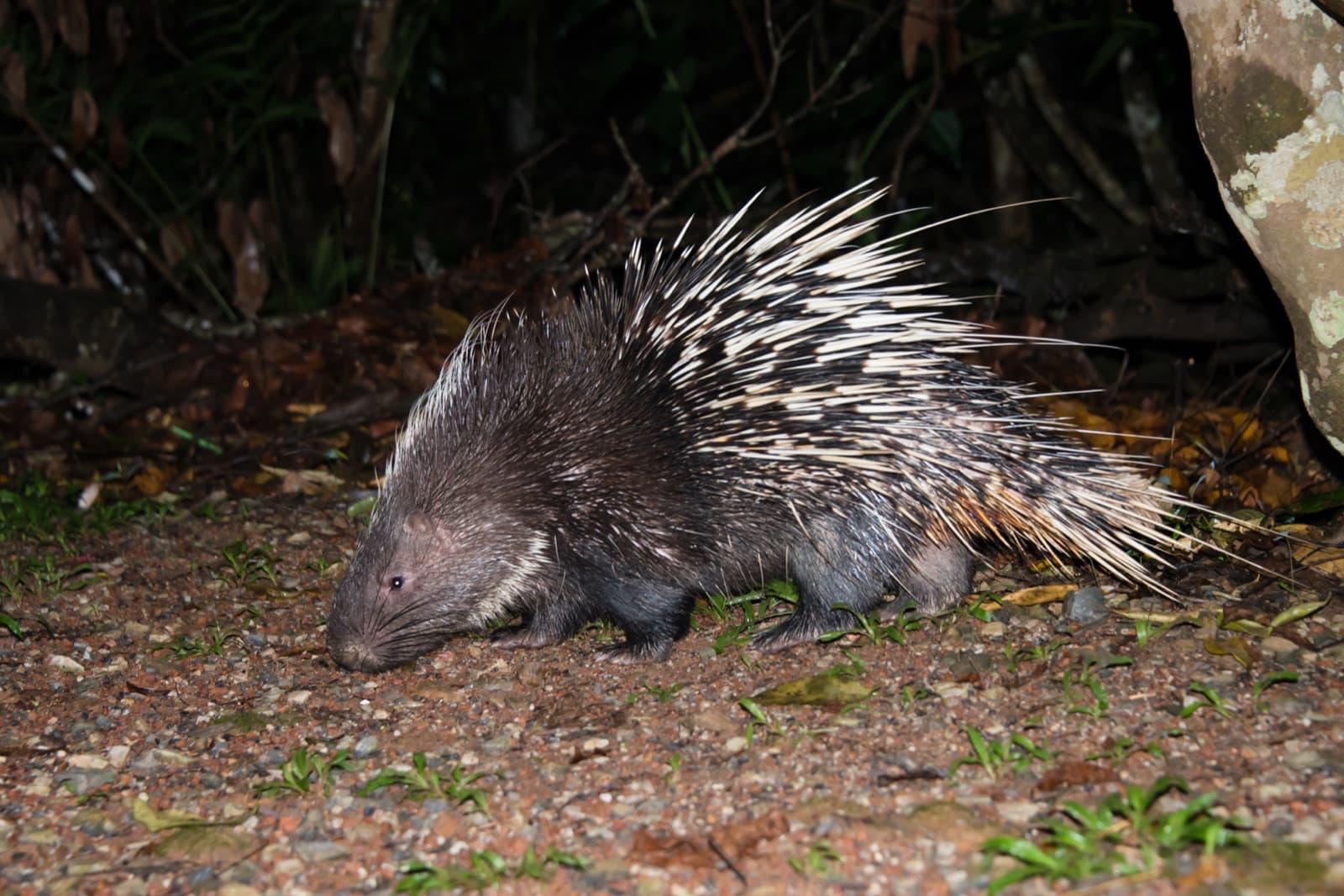 A Malayan porcupine (Hystrix brachyura) at Khao Yai National Park, Thailand
