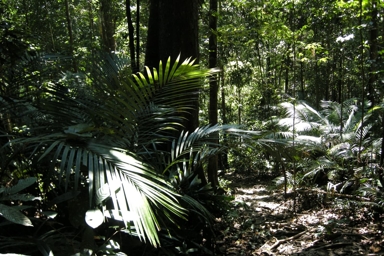 Primary tropical rainforest at Taman Negara National Park, Malaysia